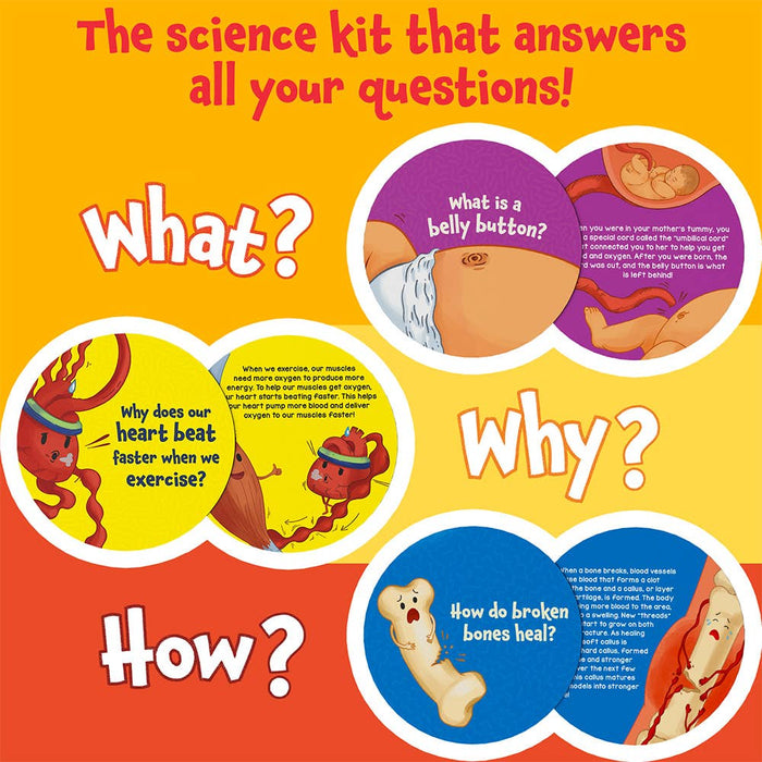 Flash Cards - Science Snippets The Human Body